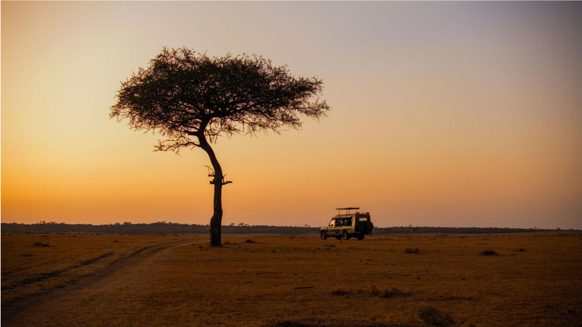 A lone acacia tree silhouetted against a golden sunset