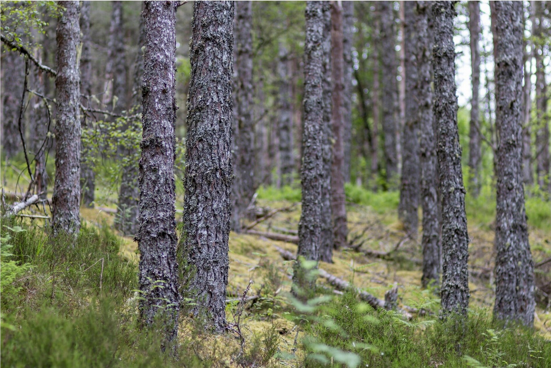 A dense Caledonian forest of tall trees and green undergrowth in Glen Affric