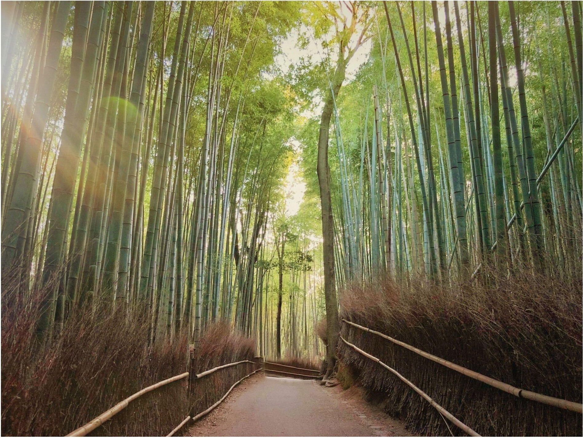Sunlight filtering through the dense bamboo of Arashiyama Bamboo Grove, Kyoto.