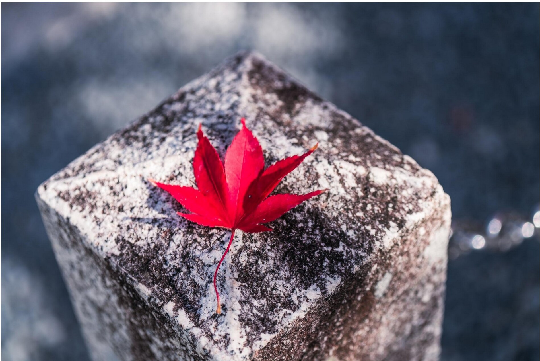 A single red maple leaf resting on a textured stone block beside still water in Kyoto.